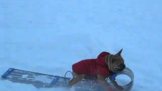 Dog Jacks Kids Sled