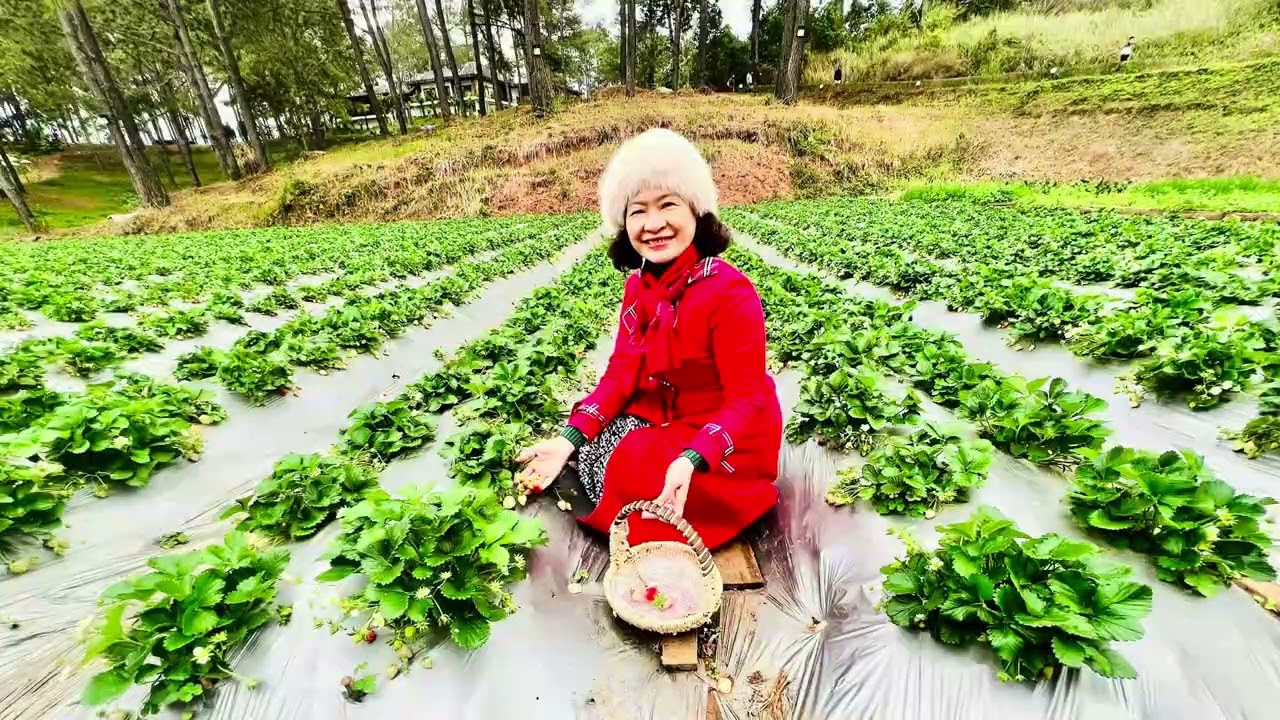 Mộc Châu xuân Ất tỵ ( Mùng 6-8 tết).@ThuNguyendhsp 