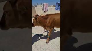 كيفية إسقاط البقر للمبتدئين مع محمد بوطاهر