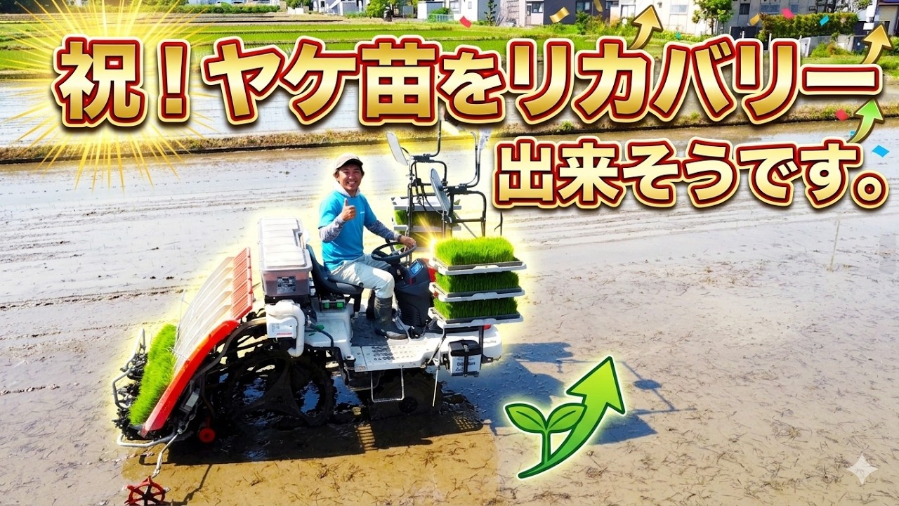 後半コシをヤケ苗でロスったミルキーエリアへオーバーラン田植え