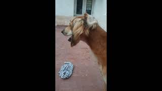 Olson's atrocities when people imitates barking