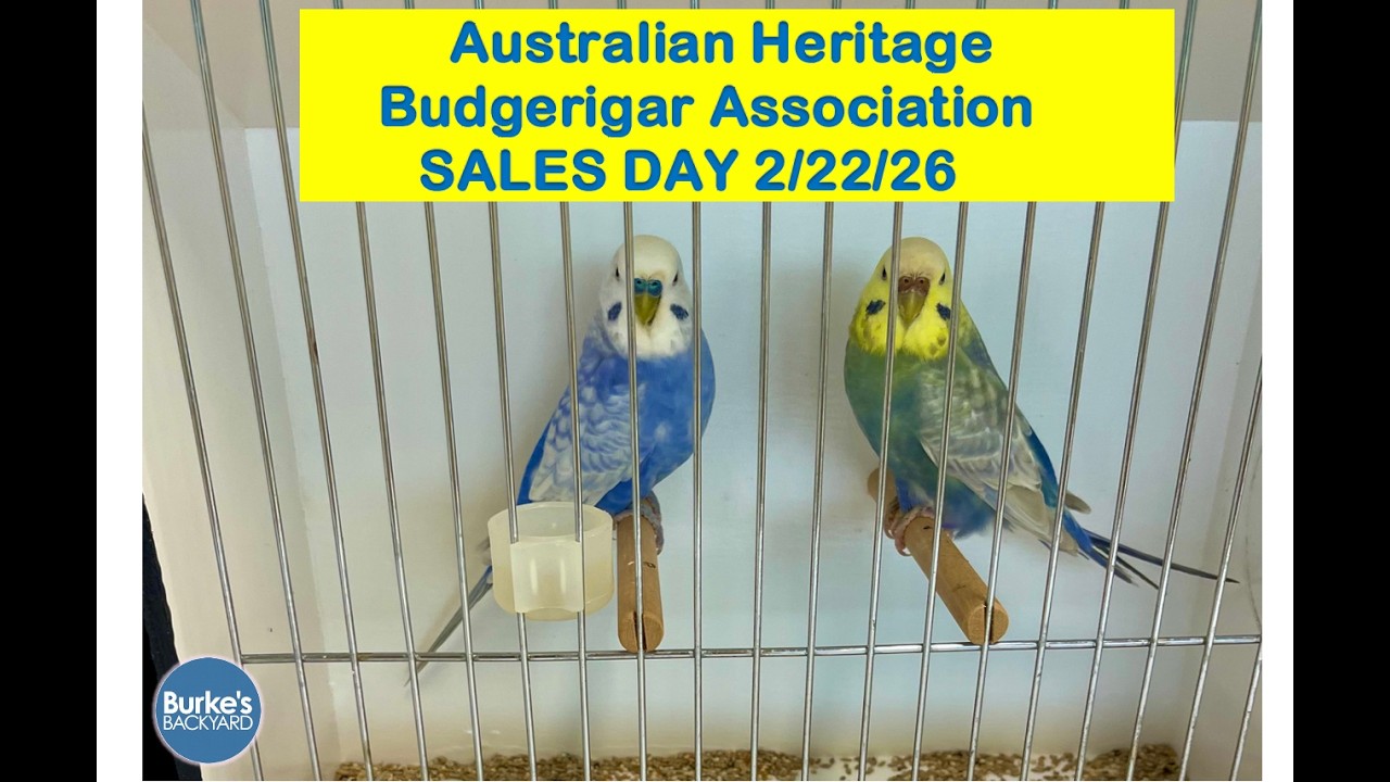 Australian Heritage Budgerigar Assoc Sales Day Feb 2026
