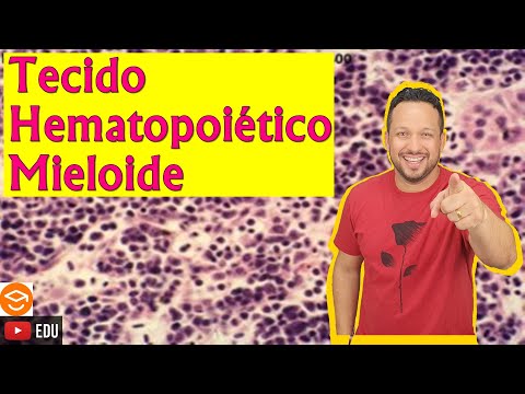 Vídeo: Quais são as células mieloides?