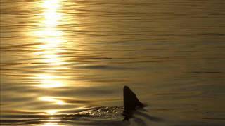 STA - Licensed To Kill (Paul B Remix)