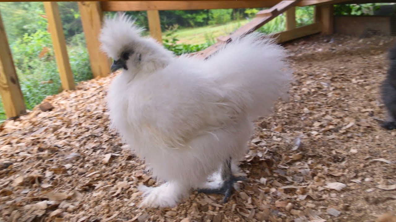 LIVE: 3 Month Old Silkies Being Adorable (Growing Fast!)