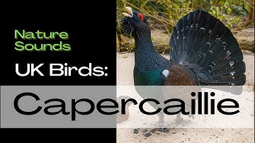 Capercaillie UK Birds. Do you the sound of this Bird? Bird Song Identifier, Bird Call, Nature Sounds