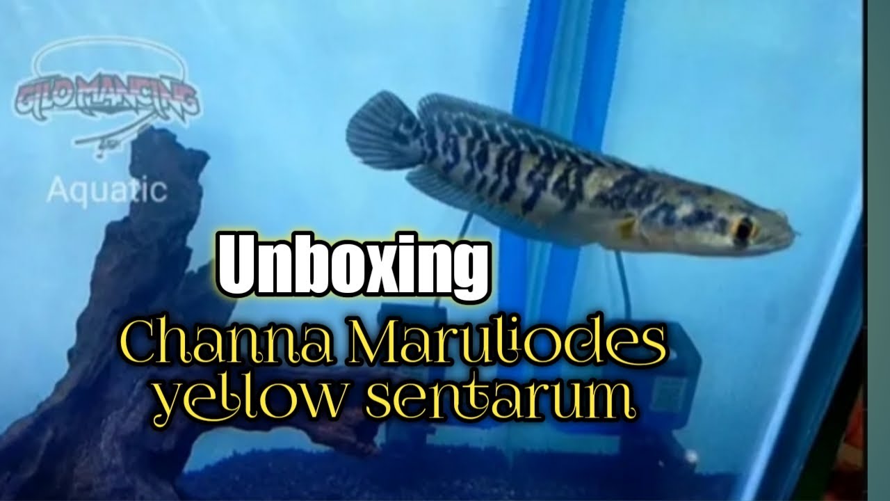 Unboxing Channa Maru Yellow Sentarum YouTube