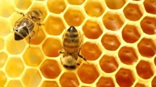 Saće - Da Li Je I Koliko Vosak Opasan Za Pčele?