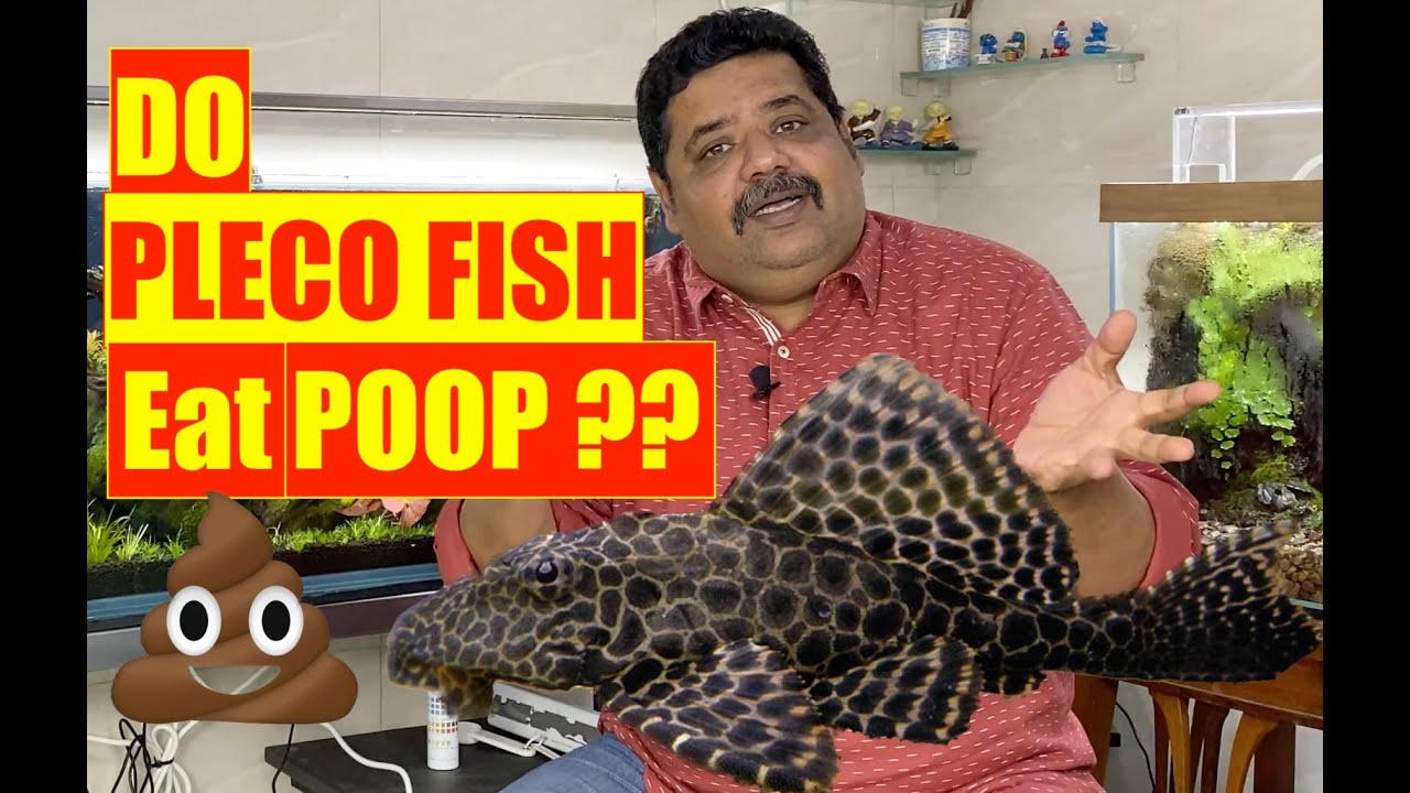 Do Pleco Fish Eat Poop Common Pleco Fish In India Legal Or Illegal do-pleco-fish-eat-poop-common-pleco-fish-in-india-legal-or-illegal