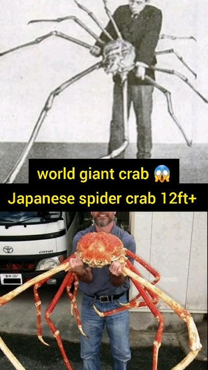 Japanese Spider Crab Size | Crabs #crabs #spidercrab #facts - YouTube