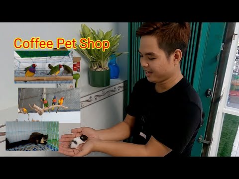 (DLN 128) Coffee Pet Shop - Quán cà phê thú cưng tại Cần Thơ