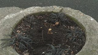 Celebrity Tree cut down at World’s Smallest Park in Portland Wealth