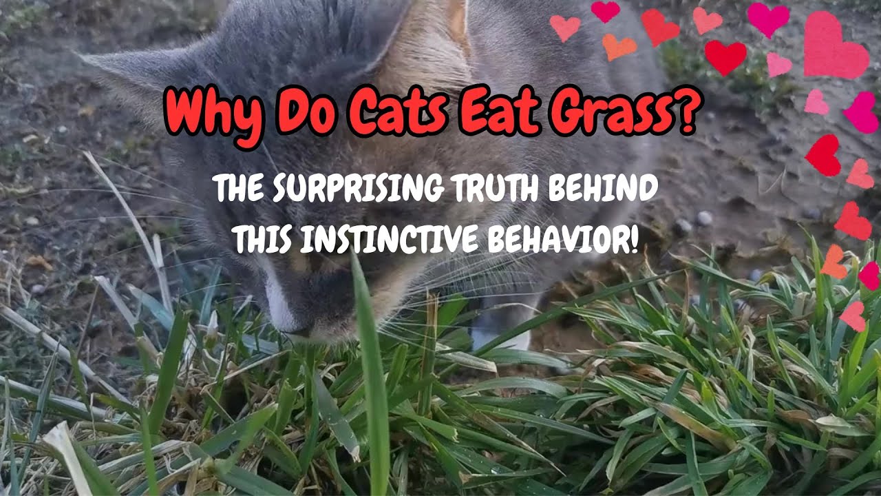 Photo inspiration: Picture Idea: Mystery Solved Why Cats Eat Grass