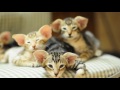 Oriental kittens の動画、YouTube動画。