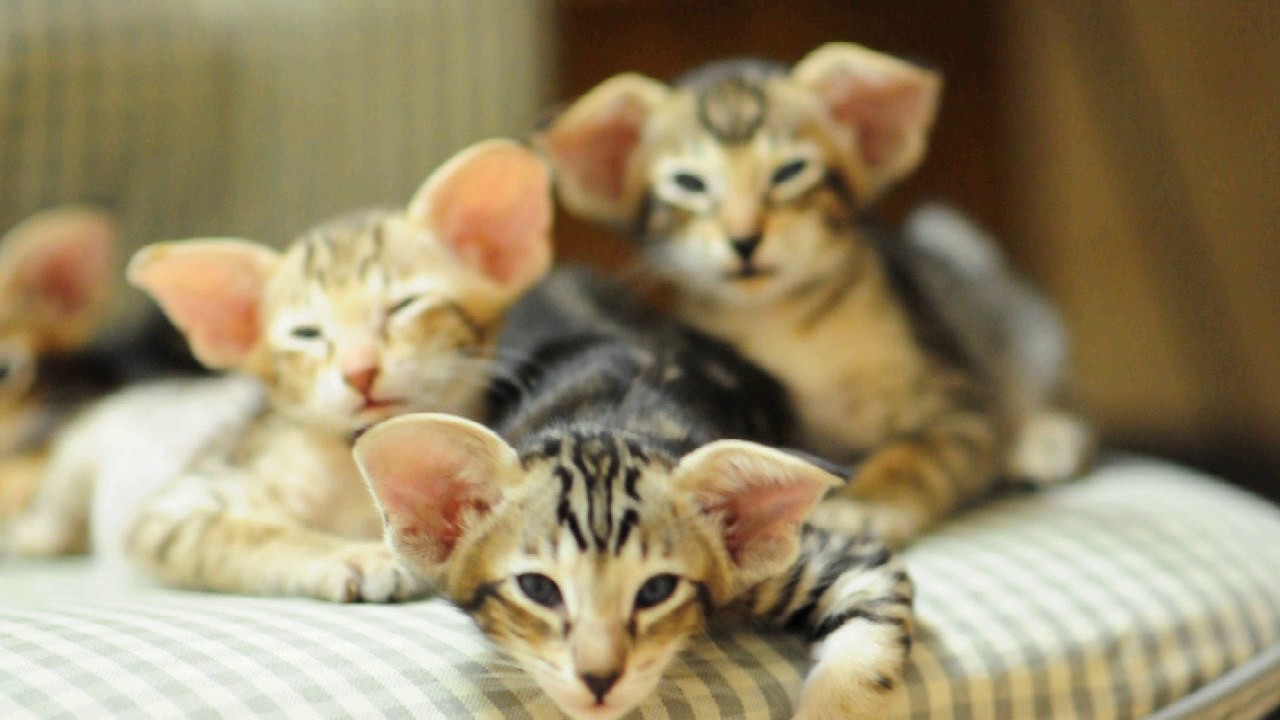 oriental kittens for sale