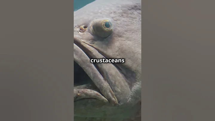 Meet The Goliath Grouper:Ocean’s Gentle Giant #Ocean #Marine  #Nature #UnderWater #FunFacts