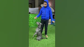 تدريب الكلب علي التحية كلب البتبول بنت زيوس 