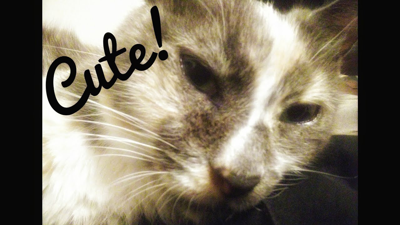 Cat Toy On A Ceiling Fan Youtube