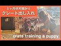 1日目と2日目、クレートの出し入れ。犬のハウス、ケージトレーニング。