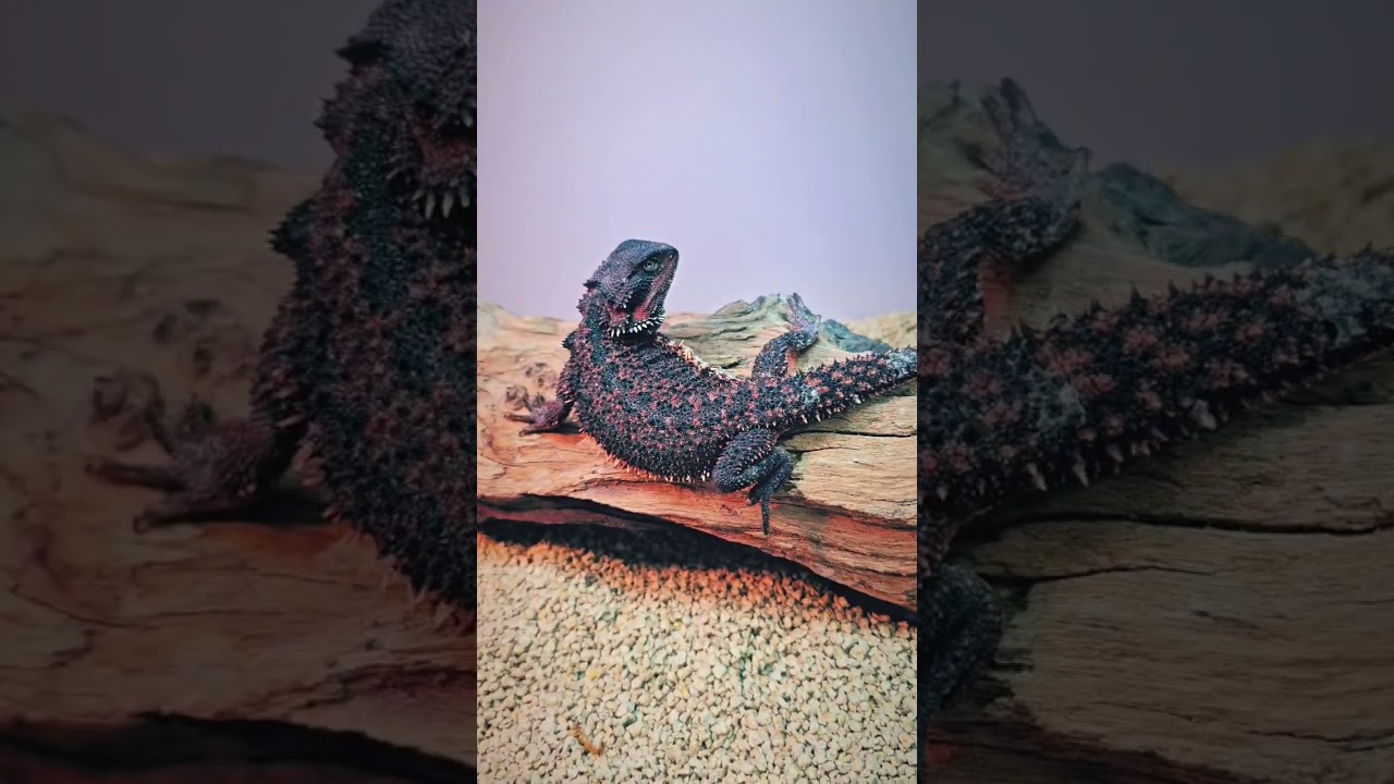 A black Bearded Dragon? Follow our Instagram! 
