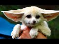 😊 10 Most Awesome And Unusual Pets Ever 🦊🦅