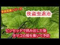 【夜盗虫退治】夜食べまわり、昼間は雲隠れ。退治は暗がりか夜明け時がベストです。
