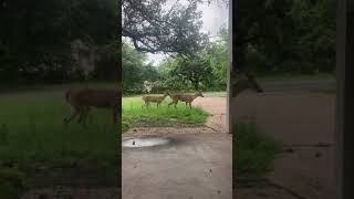RARE! Texan Black Baby Fawn Walks in Front of Our House