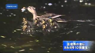 区役所の池にカルガモ10羽誕生