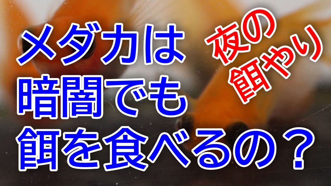 メダカ 夜の餌やりってどうなの メダカは暗闇でも餌を食べるのか 滋賀県のメダカ販売店 めだか藁屋 高木正臣 Youtube