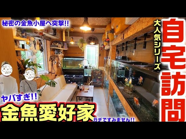 yoshi 金魚好き We visited Nagasaki Prefecture, where a goldfish enthusiast lives