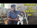 Healthy calf (बच्चा) healthy diet. एक बछड़े के लिए स्वस्थ आहार! पूरी जानकारी. #dairy #fodder #cows