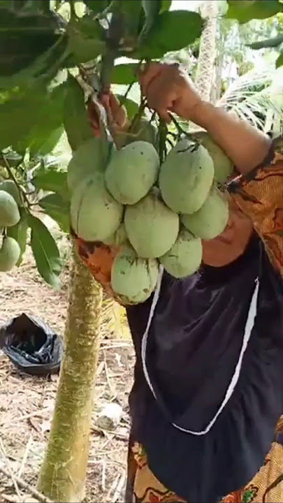 Emak-emak panen mangga Manalagi