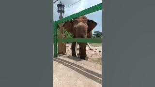 tusker in sithulpawwa