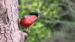 Beacon Communities- Green Committee 2016 Promo Video