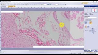 CellSens Standard 1.15 OPTION: Manual MIA