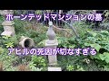 ホーンテッドマンション動物の墓　アヒルの死因がせつなすぎる・・・
