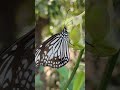 The Glassy Tiger Butterfly Close Up At Panchavati Park #butterfly #butterflyphoto