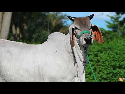 Lote 21 - Bárbara FIV ICIL