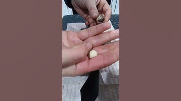 How to Crack a Macadamia Nut #Shorts