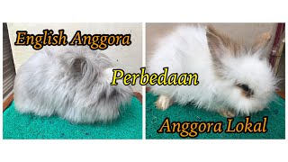 Pebedaan Kelinci English Anggora dan Anggora Lokal