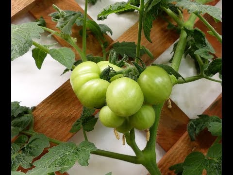 Best Growing Advice and Food Goodies