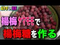 【おかず0円生活】楊梅(ヤマモモ)で楊梅糖を作る