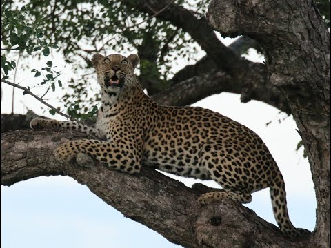 Video: Nacionalni park Kruger: Potpuni vodič