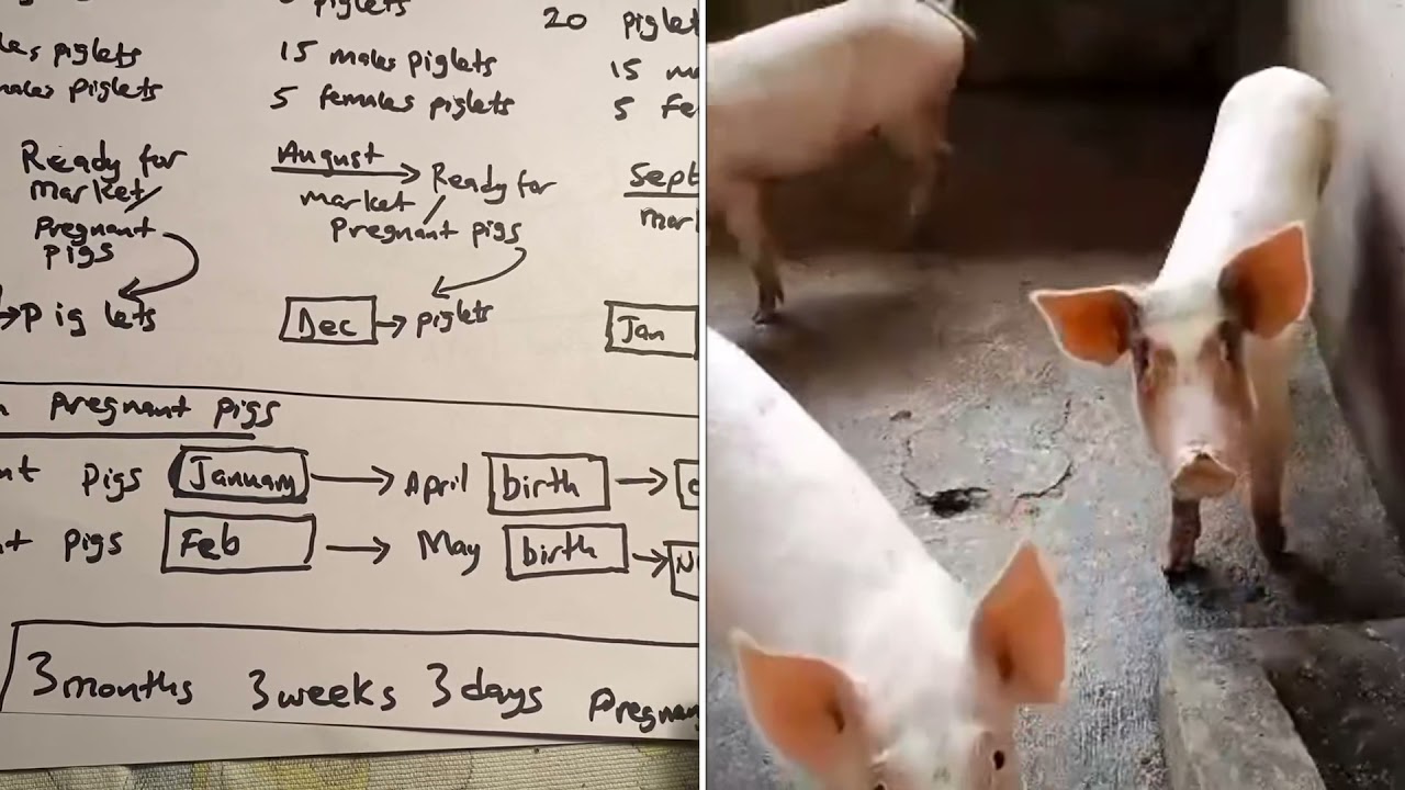 pig farming business plan samples free