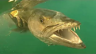 Towed Boat 1700 Miles To Catch Dream Fish!!!