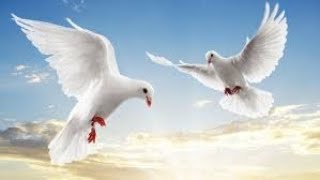 Free Download a flying dove Pigeons | Video Merpati Terbang - Tamapicture
