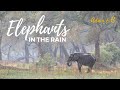 Elephants in the Rain | SafariLife S1E20