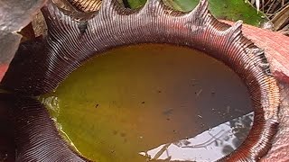 観葉植物の育て方 ウツボカズラの消化液に棲む生物 育て方ラボ 公式ページ 育て方ラボ 観葉植物の育て方 ウツボカズラの消化液に棲む生物 育て方ラボ 公式ページ 育て方ラボ