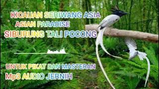 PANCINGAN PIKAT SERIWANG ASIA//TALI POCONG GACOR MP3 SUARA JERNIH