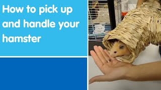 How to pick up and handle your hamster | Blue Cross